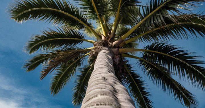 Traveler Palm: Discover the Beauty and Benefits of This Marvel