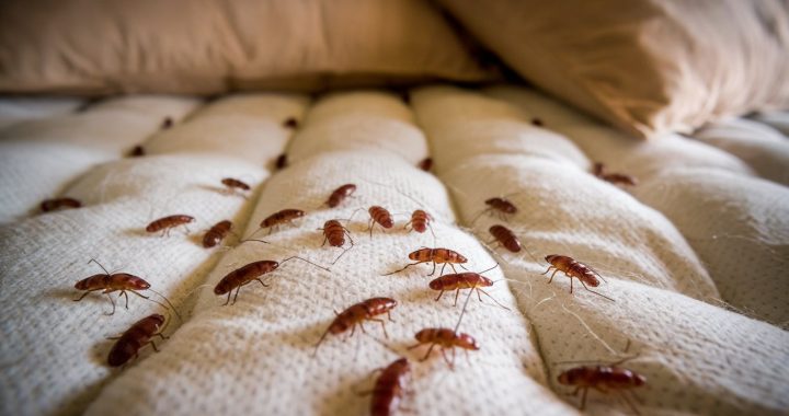 Can You See Bed Bugs with the Naked Eye? Discover the Hidden Truth